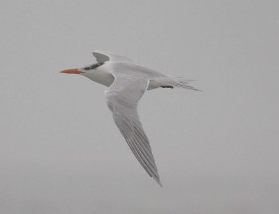 Royal Tern (Sterna maxima)