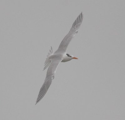 Royal Tern (Sterna maxima)