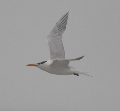 Royal Tern (Sterna maxima)