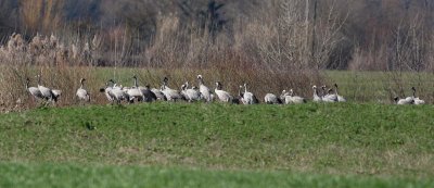 Crane (Grus grus)