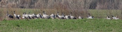 Crane (Grus grus)