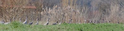 Crane (Grus grus)