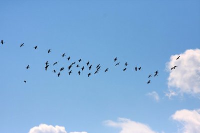 Crane (Grus grus)