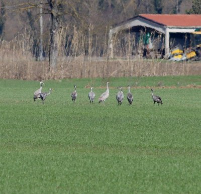Crane (Grus grus)