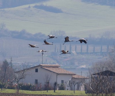 Crane (Grus grus)