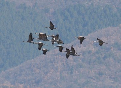 Crane (Grus grus)