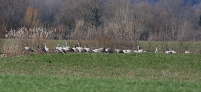 Crane (Grus grus)