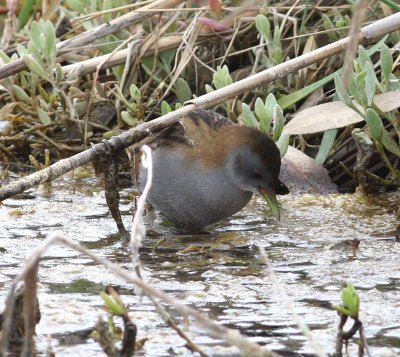 Little Crake (Porzana parva)