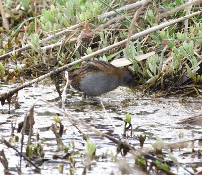 Little Crake (Porzana parva)