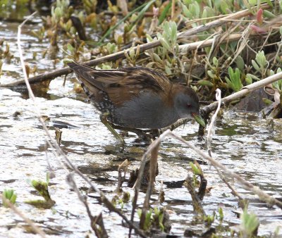 Little Crake (Porzana parva)