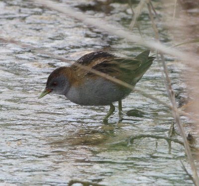 Little Crake (Porzana parva)