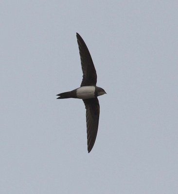 Alpine Swift (Apus melba)
