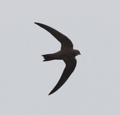Alpine Swift (Apus melba)