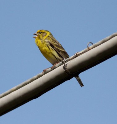 Serin (Serinus serinus)