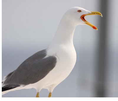 Yellow-legged Gull (Larus michahellis)