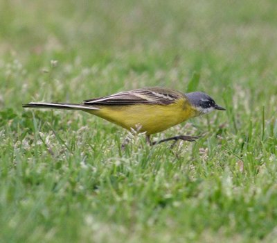 Yellow Wagtail (M.f.cinereocapilla)