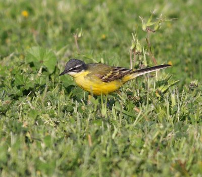 Yellow wagtail (M.f.dombrowskii??)
