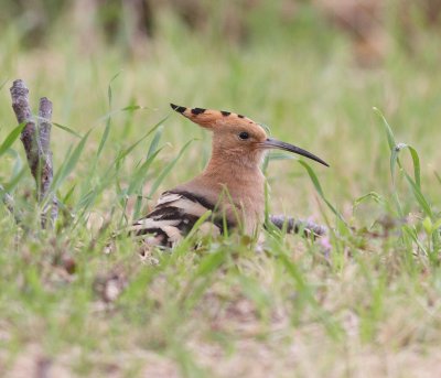 Hoopoe (Upupa epops)