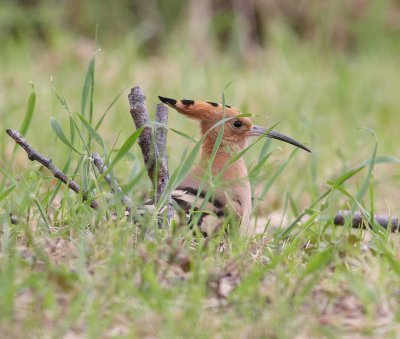 Hoopoe (Upupa epops)