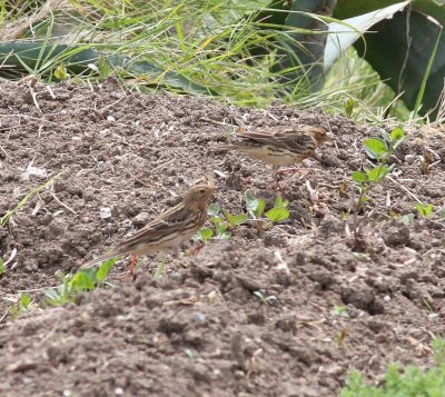 Red-throated Pipit (Anthus cervinus)