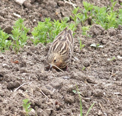 Red-throated Pipit (Anthus cervinus)