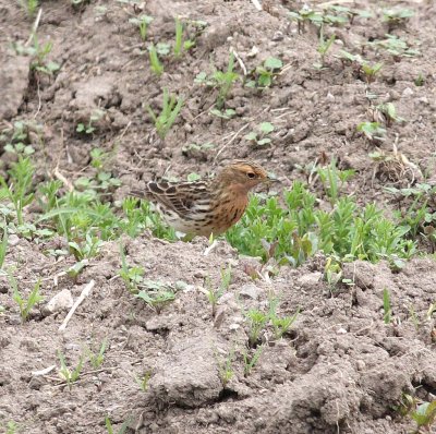 Red-throated Pipit (Anthus cervinus)