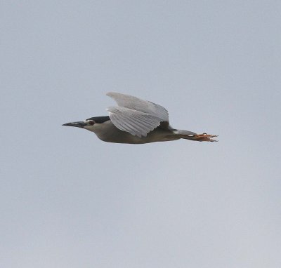 Night Heron (Nycticorax nycticorax)