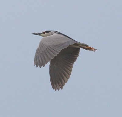 Night Heron (Nycticorax nycticorax)