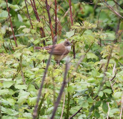 great_reed_warbler