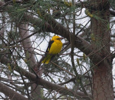 Golden Oriole (Oriolus oriolus)