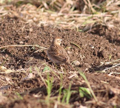 Short-toed Lark (Calandrella brachydactyla)