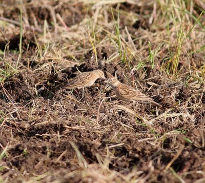 Short-toed Lark (Calandrella brachydactyla)