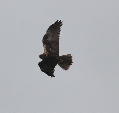 Marsh Harrier (Circus aeruginosus)