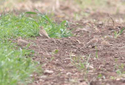 Short-toed Lark (Calandrella brachydactyla)