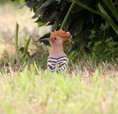 Hoopoe (Upupa epops)