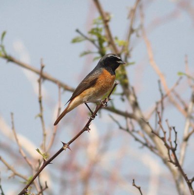Redstart (Phoenicurus phoenicurus)