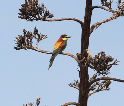 Bee-eater (Merops apiaster)