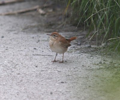 Rufous Bush Robin (Cercotrichas galactotes)