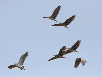 Night Heron (Nycticorax nycticorax)