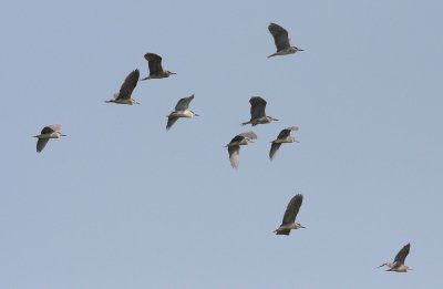 Night Heron (Nycticorax nycticorax)