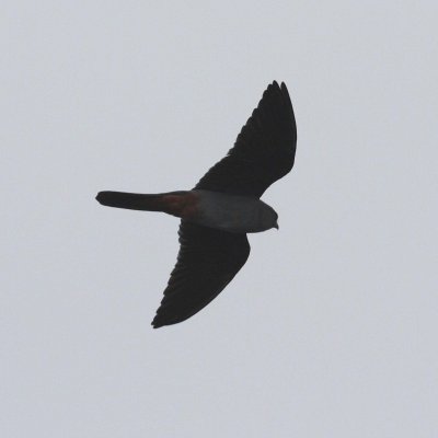 Red-footed Falcon (Falco vespertinus)