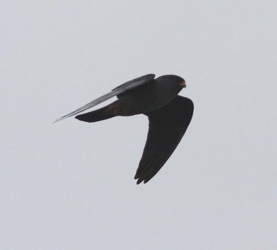 Red-footed Falcon (Falco vespertinus)