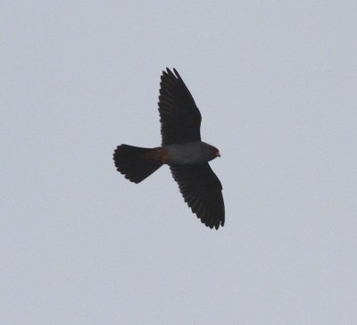Red-footed Falcon (Falco vespertinus)