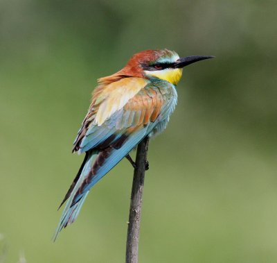 Bee-eater (Merops apiaster)