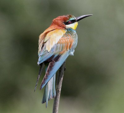 Bee-eater (Merops apiaster)