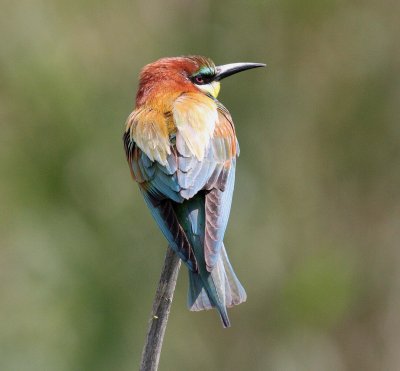 Bee-eater (Merops apiaster)