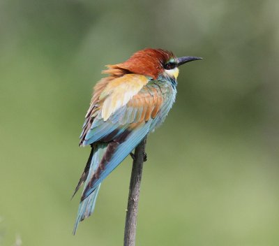 Bee-eater (Merops apiaster)