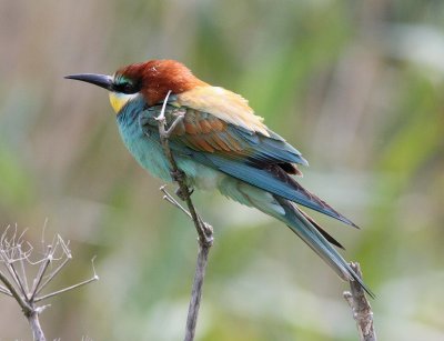 Bee-eater (Merops apiaster)