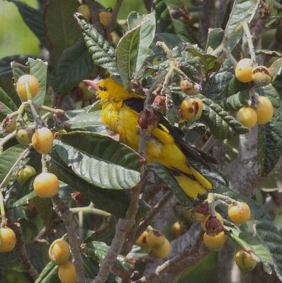 Golden Oriole (Oriolus oriolus)