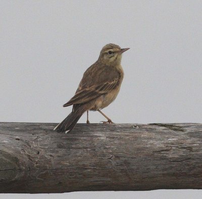 Tawny Pipit (Anthus campestris)